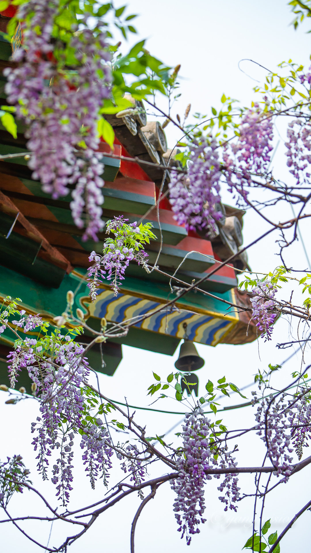 红螺寺,紫藤寄松_新浪看点