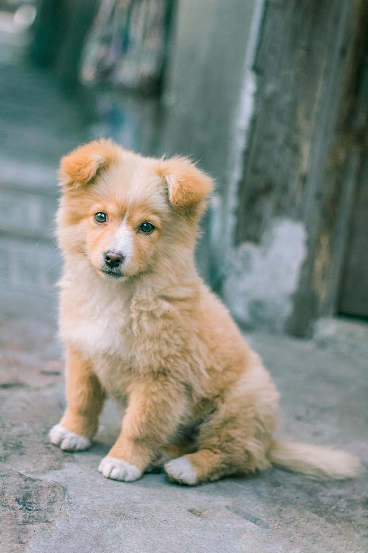 心中有爱,万物皆美!来自各地的中华田园犬