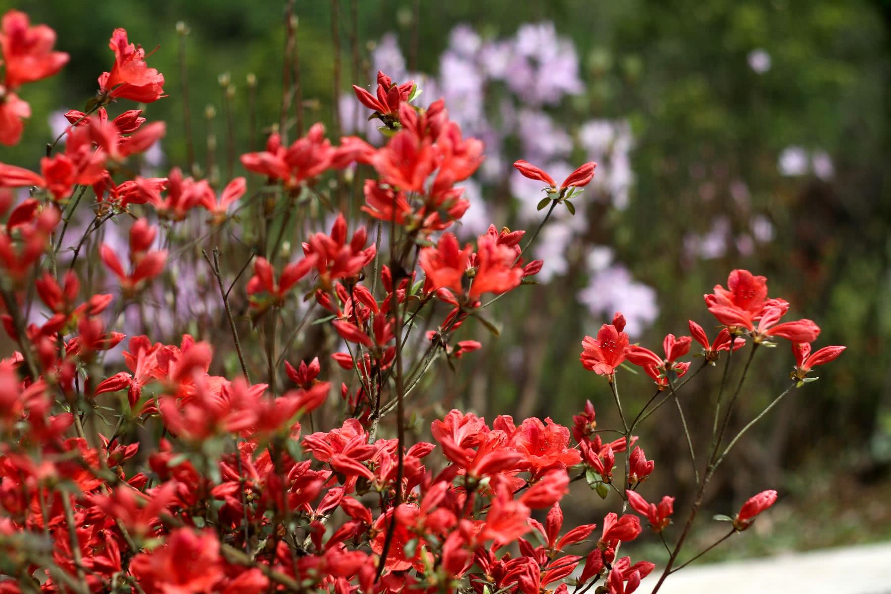 目前,种植有东鹃,毛鹃,夏鹃,西鹃和映山红等五类杜鹃,共计90余个品种