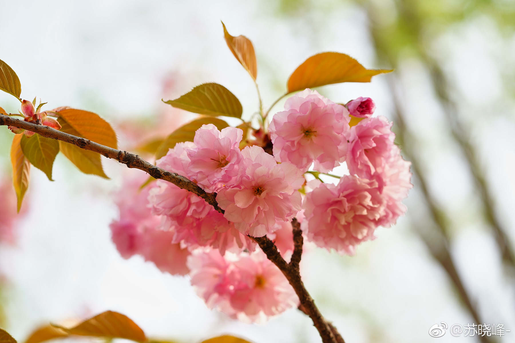 嫣然晚樱_新浪看点