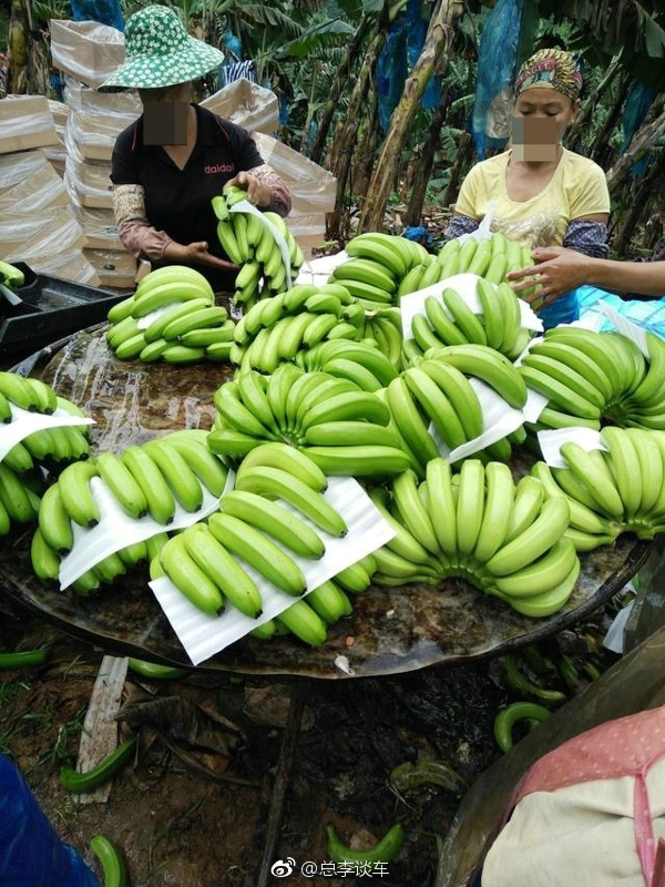 缅甸和老挝边境地区有很多人大面积种植香蕉