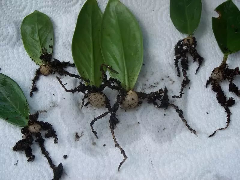 如果是叶柄较长的植物,可以剪掉一半的叶柄,如非洲紫罗兰