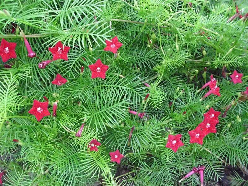 君为女萝草妾作菟丝花李白古意