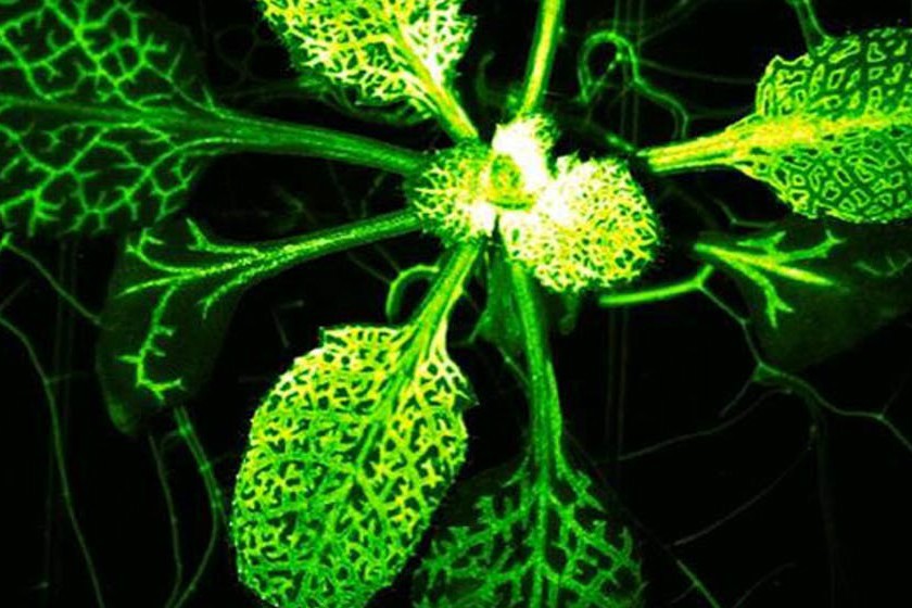 基因改造的植物遇到伤害时发出萤光.图:互联网