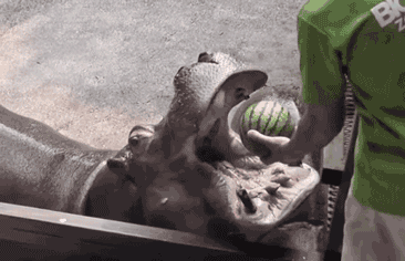 大哥|无辜|河马_新浪新闻