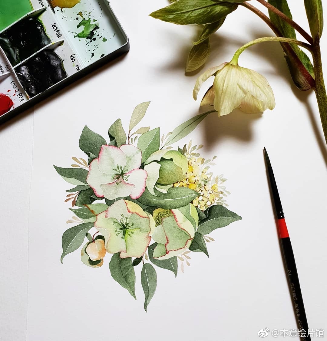 艺术家mina植物水彩作品一组饱满且生动insminartillust