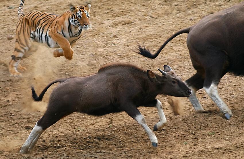 一只老虎瞬间可以秒杀狮子如果狮群挑战老虎群谁更厉害