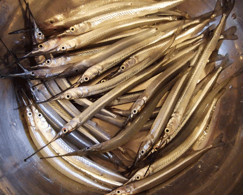 三,银针鱼肉质肥厚,质细丝白,脆嫩爽口,清香鲜美,营养丰富.