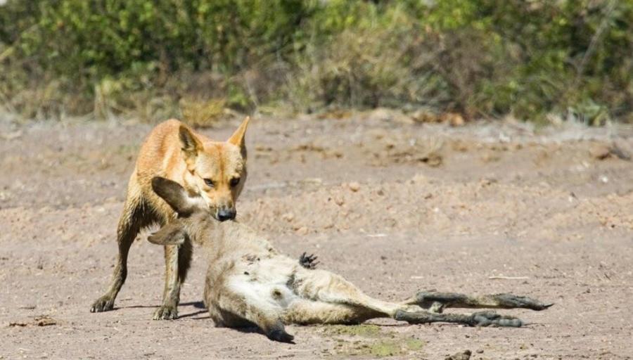 当地提议打包成肉罐售往中国|野狗|澳洲野狗|澳洲_新浪新闻