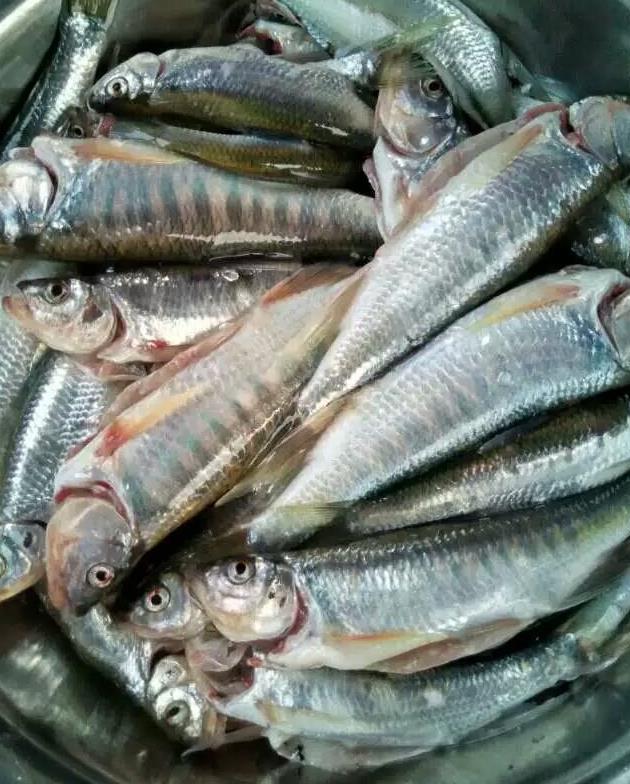 有时没有钓到鱼,当上了"空军司令"在那种百思不解和苦思对策之后又在