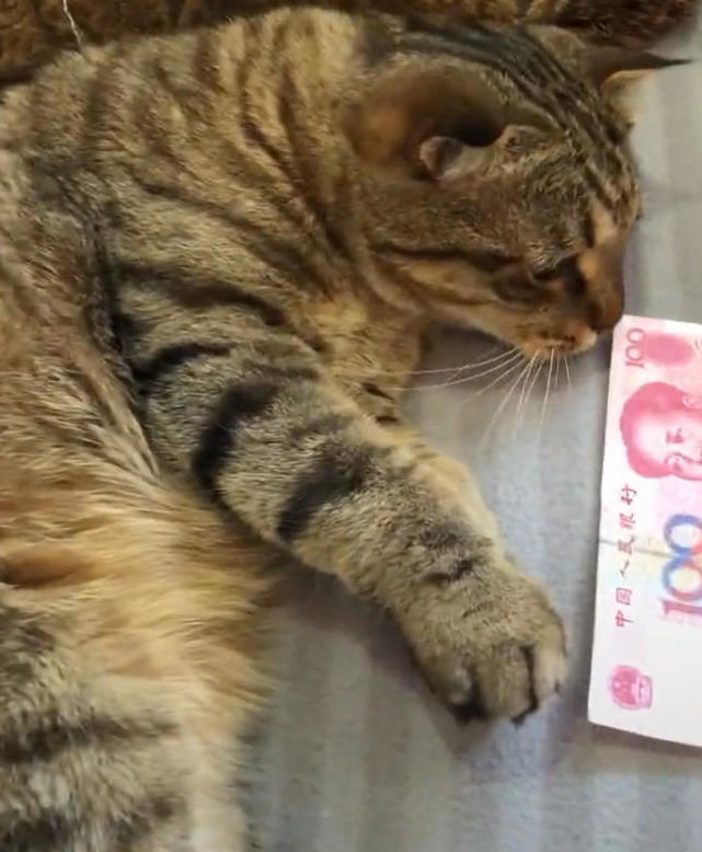 主人摸猫被挠,气得拿钱砸猫脸上,接着猫咪的举动主人笑骂:拜金