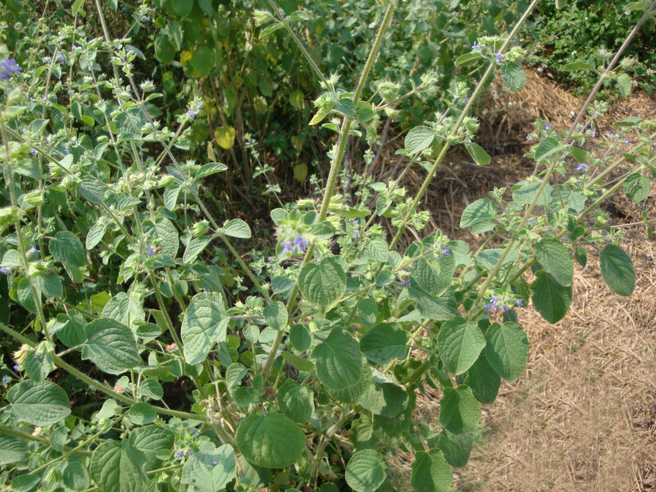 山香除了这些作用以外,还是治病良药,是民间一种常用的草药,据《常用