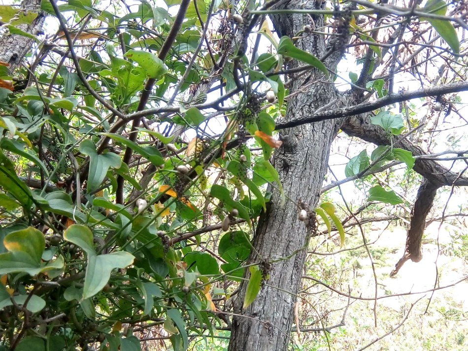 農村這種野草,能降血脂抗衰老,如今價值珍貴,人稱