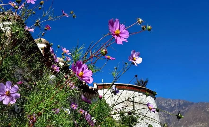 西藏美到窒息的九大花海,总有一个让你心动!