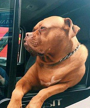 每天陪爸爸送快递都能混成网红,丑丑的表情真亮,太深沉了