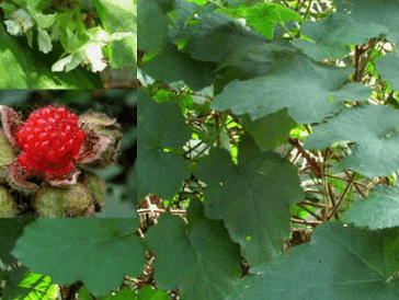 秋季多吃一点野菜,可治疗口腔炎,乳腺炎,痢疾,肠炎,跌打损伤