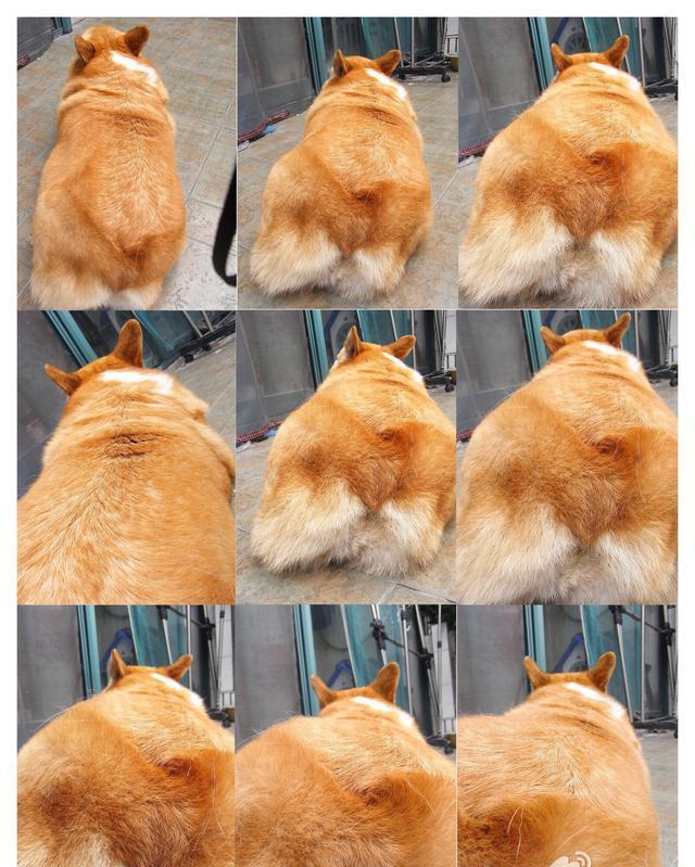 柯基胖胖登场 我家的二姑娘 我家的胖二婶