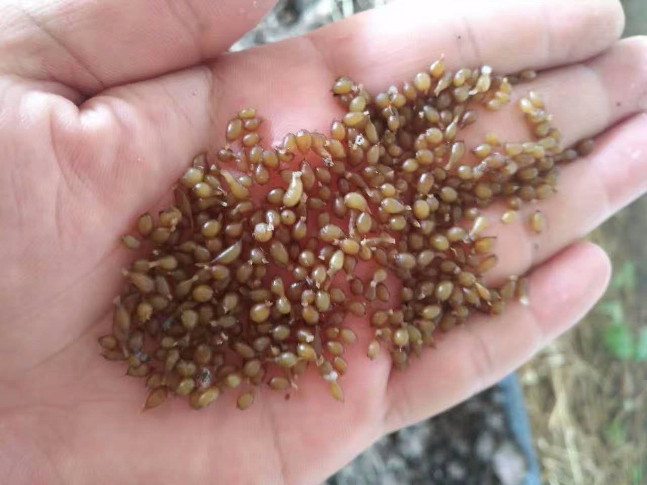 图中是产在田地中的蚯蚓蛋.