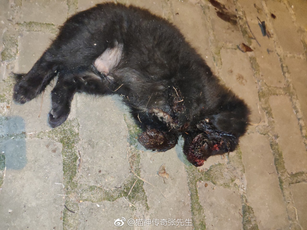 南通受伤流浪狗求救,坐标江苏如东县马塘镇马塘小学旁边人行道