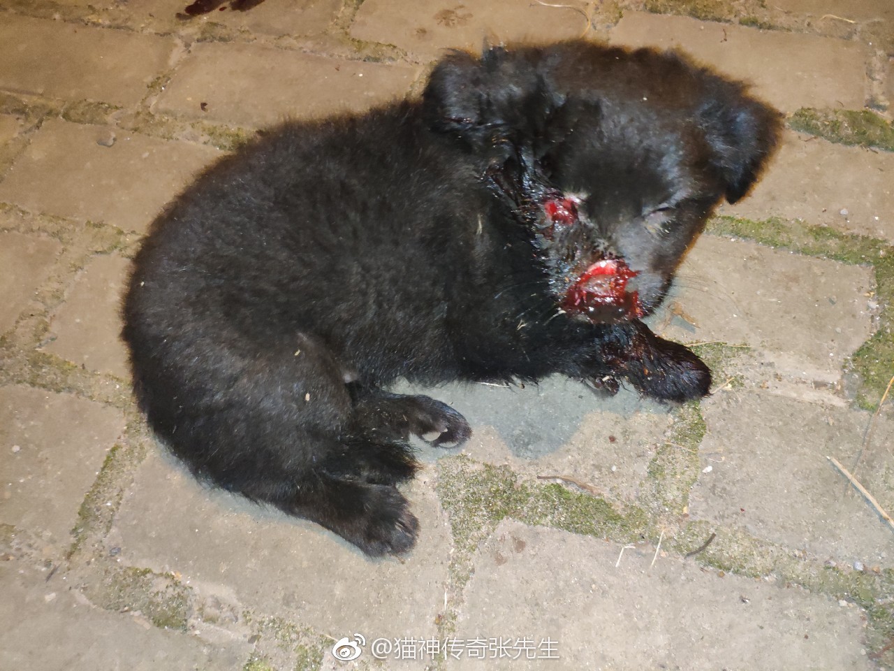 南通受伤流浪狗求救,坐标江苏如东县马塘镇马塘小学旁边人行道