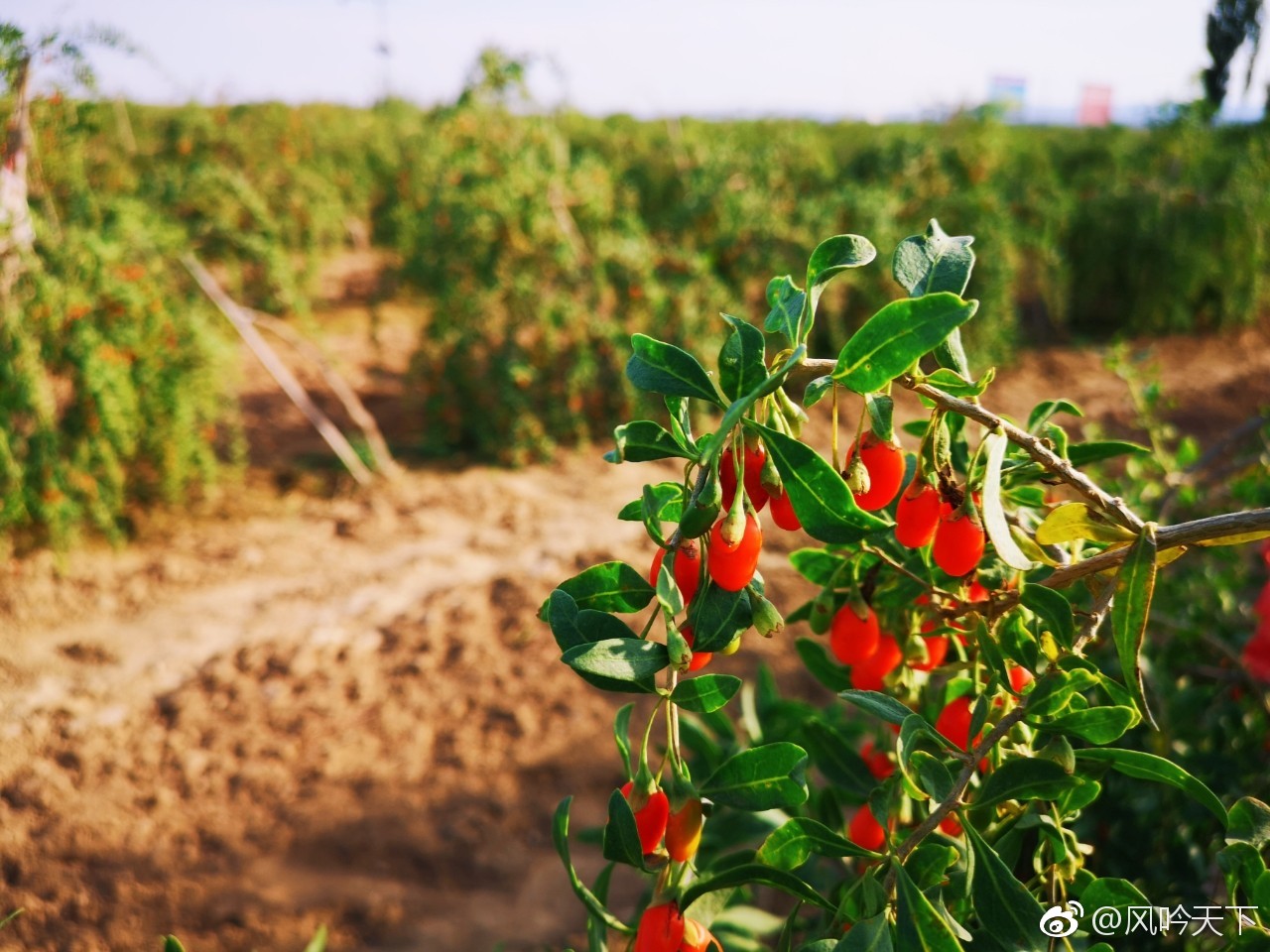 产区和新品种选育,新科技研究推广开发区,是名符其实的"中国枸杞之乡"