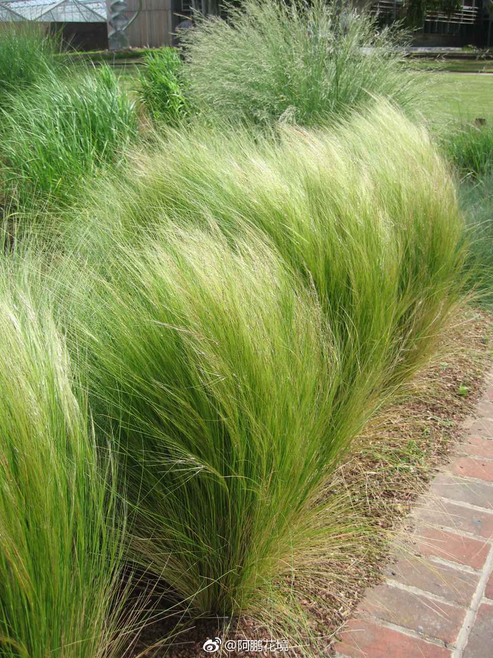 天使秀发墨西哥羽毛草细茎针茅