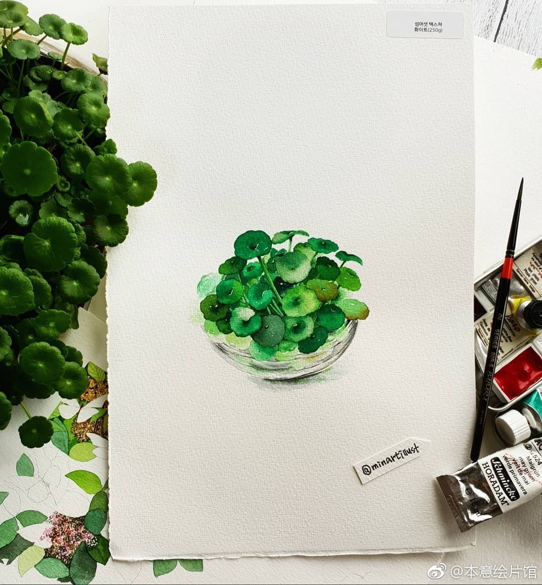 艺术家mina植物水彩作品一组饱满且生动insminartillust