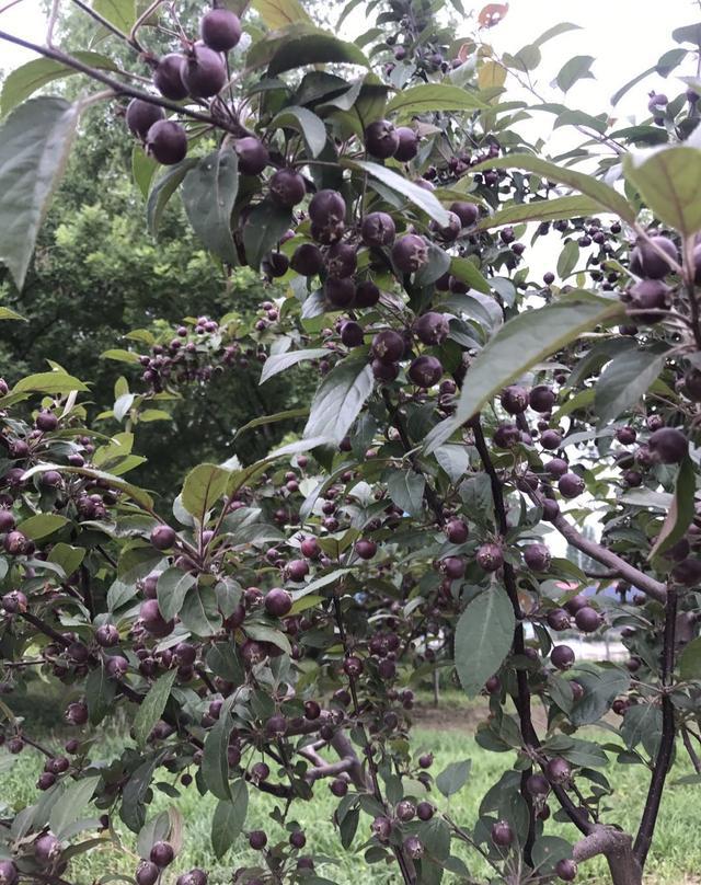 紅山果,白蟻穴……帶孩子觀察自然吧,樂趣超乎想象