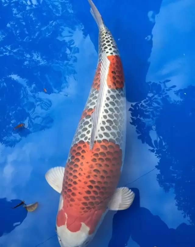 团和锦鲤在本次品评会中获奖众多!