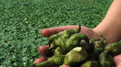 又名腰菱,水栗,菱实,味甘,凉,无毒,是一年生草本水生植物菱的果实