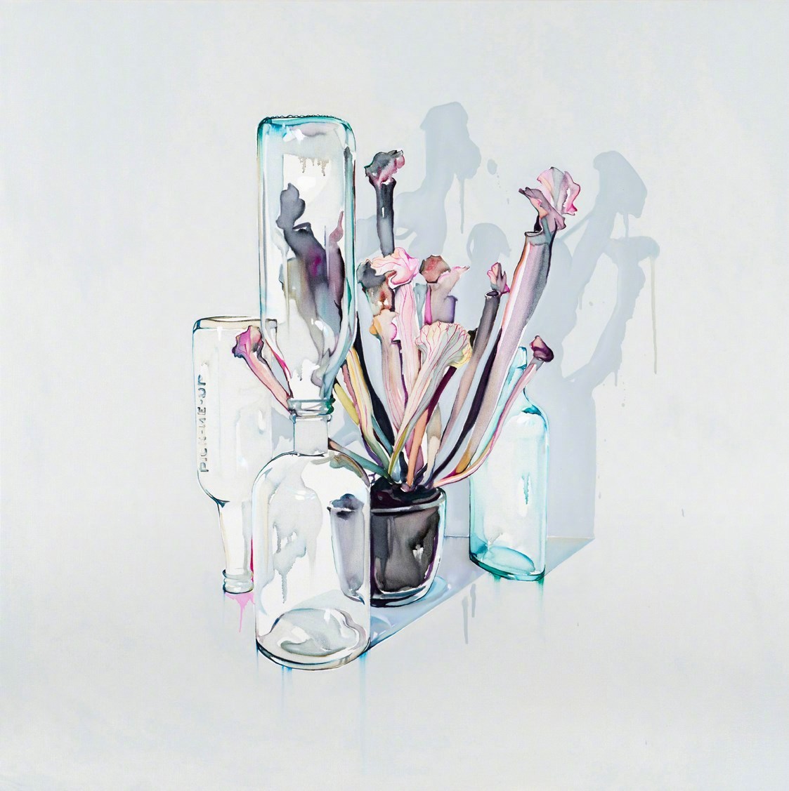 澳大利亚|julian meagher 静物写生