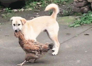 380_272gif 动态图 动图