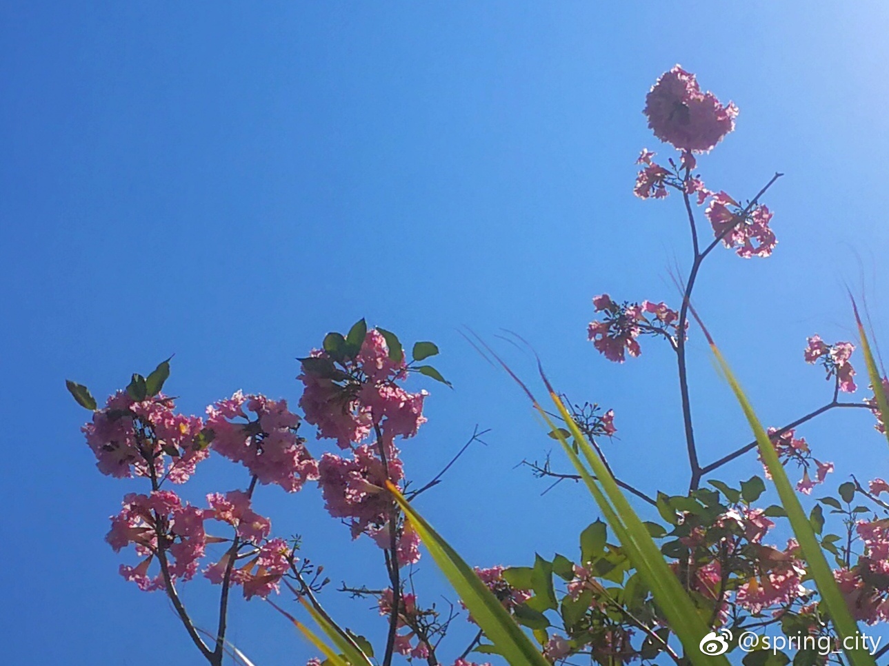 今又见粉色风铃木花,亭亭玉立于街头|黄钟|木花|风铃|紫葳|花风_新浪新闻