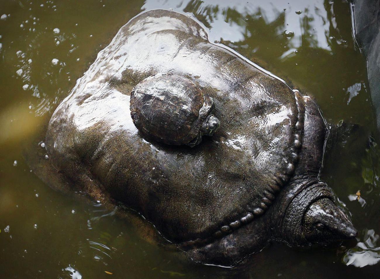 承天寺巨鳖长1.3米重100多斤 常浮出水面"聆听"诵经