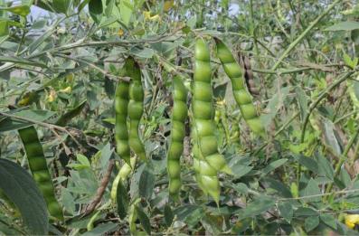 神奇的木豆叶 股骨头治疗的重要角色