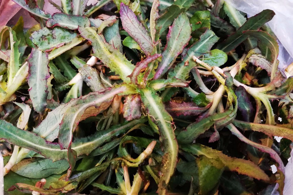 深春季节野菜也开始变老了蛤蟆菜泡水去炎症还有一种菜不能说