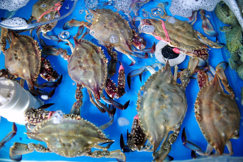 梭子蟹260元一斤 皮皮虾60 元一斤 休渔后仅存的新鲜海鲜量少价高