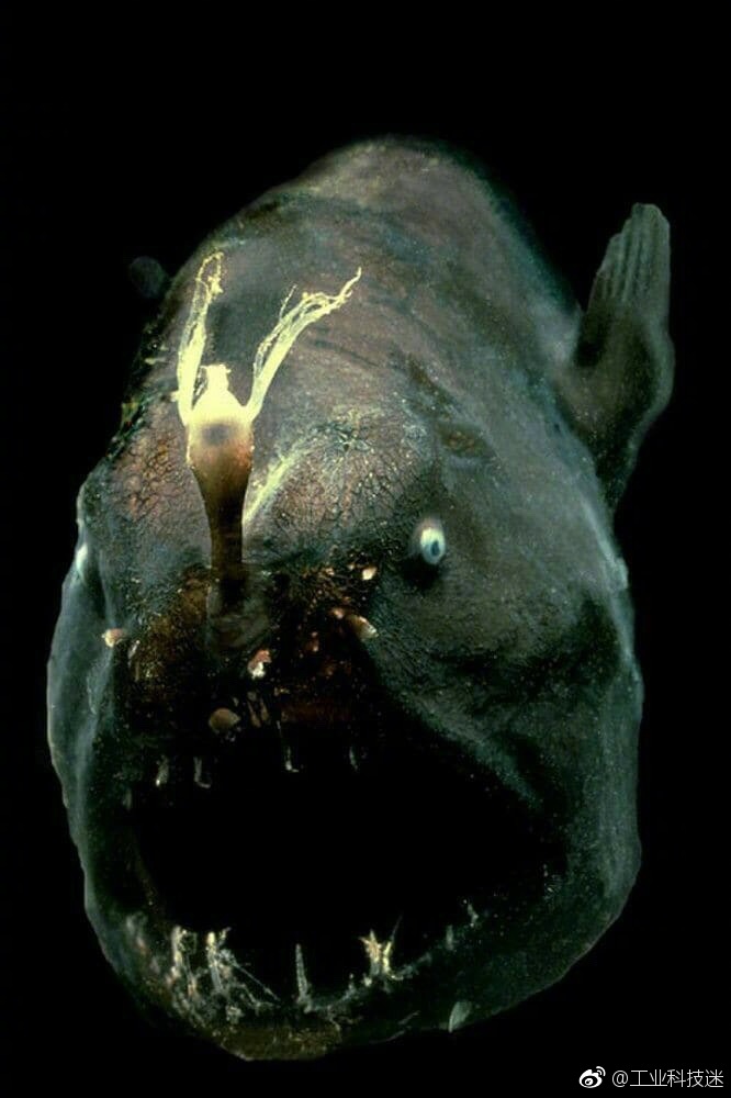 这些深海生物,你敢点开看吗?