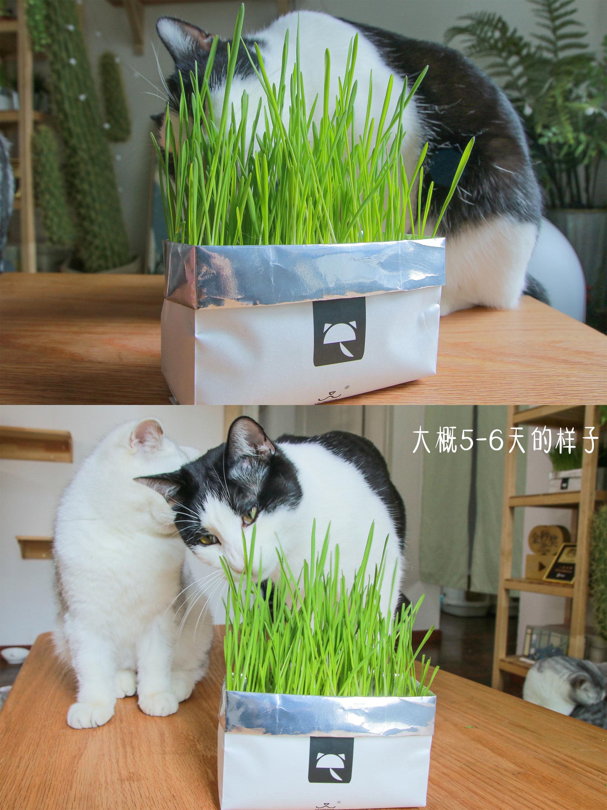 猫草种植小攻略