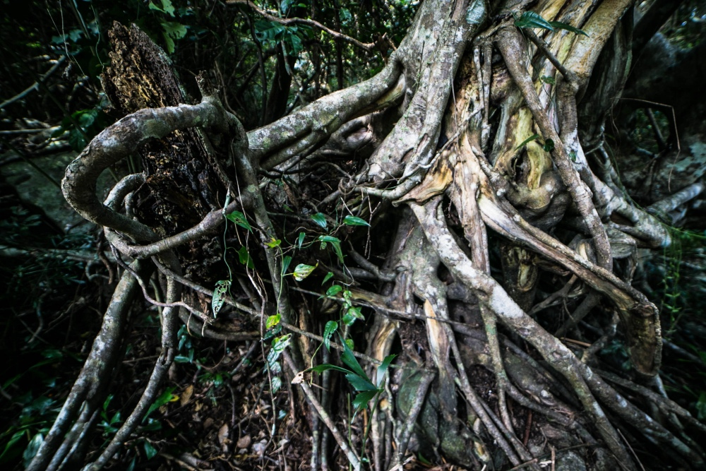 蔥鬱的灌木樹叢就好私張牙舞爪的黑山老妖一般,從山石上生長過了木