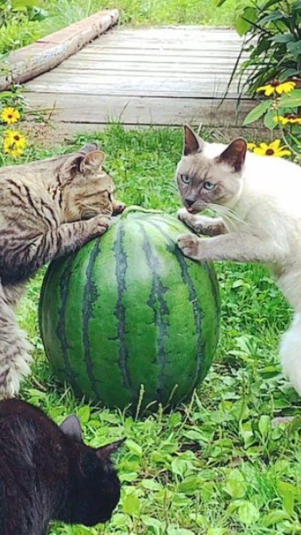 众猫咪正摘瓜解渴遇到流浪黑猫讨水喝直接带回家收编了