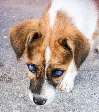 流浪狗一双蓝眼睛引人注目,其实它不愿这样的!