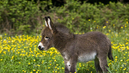 这么可爱的小毛驴怎么舍得骑