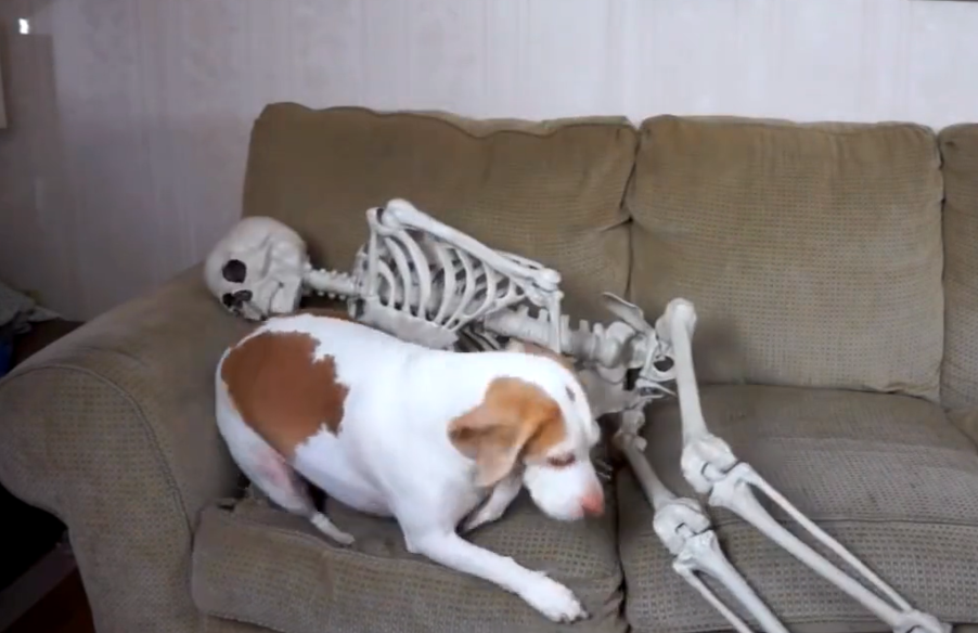 狗狗喜欢啃骨头,主人直接搬来一具骷髅,感动吗?狗狗:不敢动!