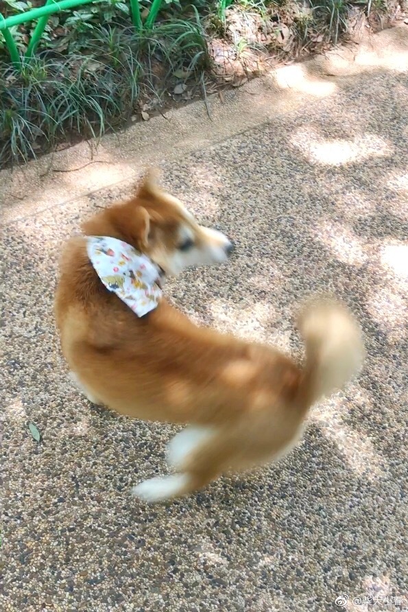 我在喝酸奶小春殷勤地又摇尾巴又转圈,还是不能给你吃09