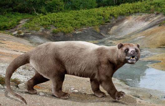 裂肉兽,曾生存在中国大陆的顶尖肉食性动物,身躯类似于现代的犬熊,但