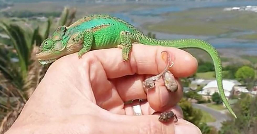 变色龙妈妈在饲主手上生26个小宝宝