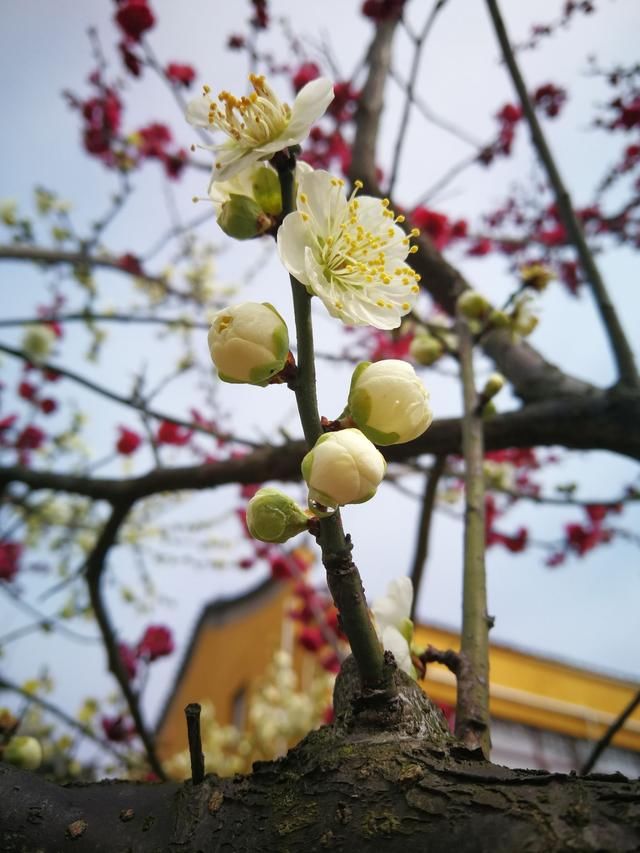 苏州一株树上罕见红绿"双色"梅花同绽放
