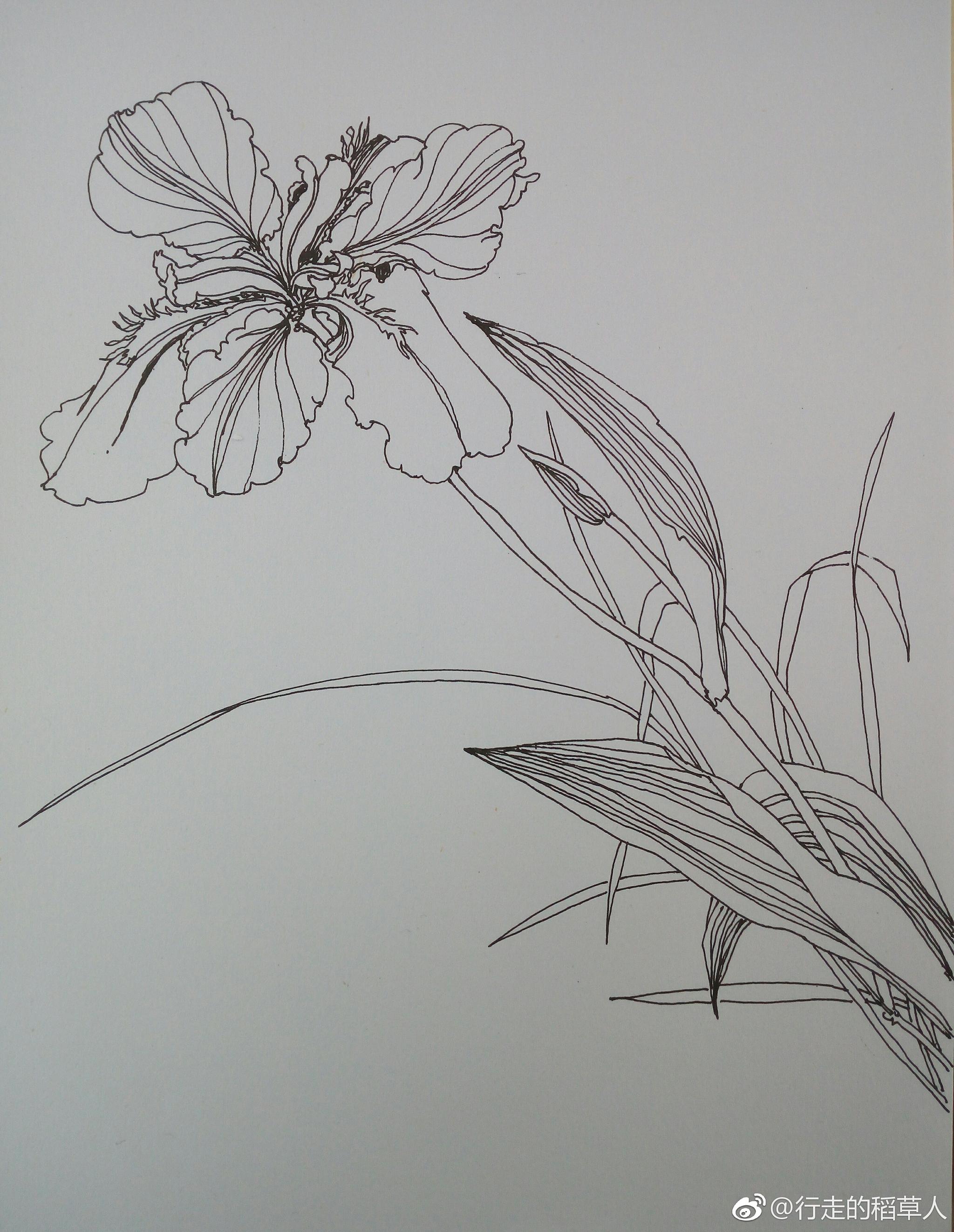 《花草味道》鸢尾 鸢尾花,又名紫蝴蝶,扁竹花,蓝蝴蝶.鸢尾科属