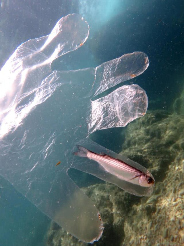 海里的一条小鱼因钻进塑料手套而死,画面令人难过